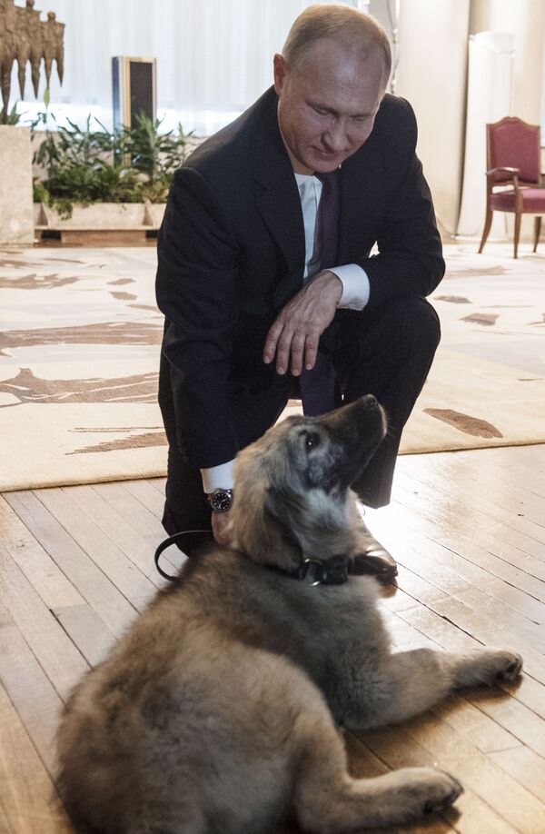  俄羅斯總統普京和塞爾維亞總統武契奇贈送給他的薩普蘭尼那克犬（Sarplaninac） - 俄羅斯衛星通訊社