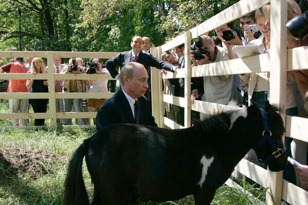  俄罗斯总统普京和在喀山获赠的迷你马“瓦季克”。 - 俄罗斯卫星通讯社