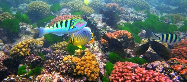 Воды сейшельского острова Ла Диг - 俄羅斯衛星通訊社