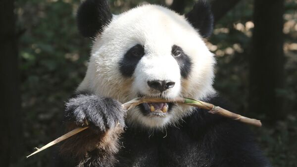中国开发熊猫脸识别APP - 俄罗斯卫星通讯社