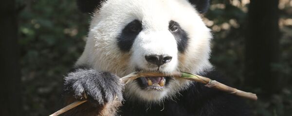 中央电视台：中国将向俄罗斯提供两只大熊猫开展合作研究 - 俄罗斯卫星通讯社