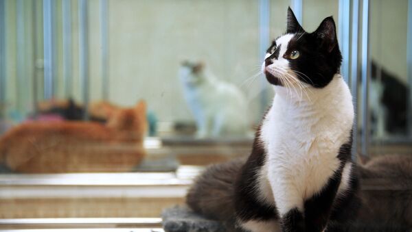 红迪网用户惊讶于一只猫同时看两面镜 - 俄罗斯卫星通讯社