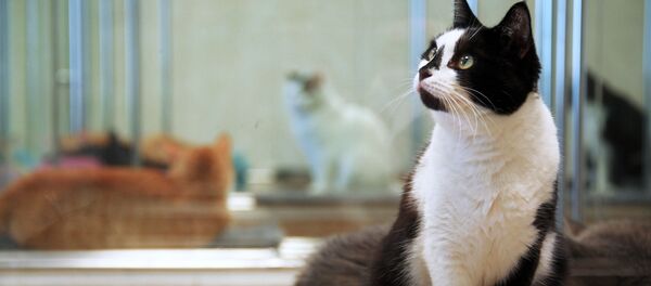 红迪网用户惊讶于一只猫同时看两面镜 - 俄罗斯卫星通讯社