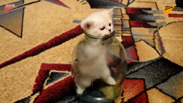 罐頭裡的小貓 - 俄羅斯衛星通訊社