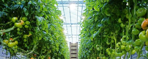 溫室（資料圖片） - 俄羅斯衛星通訊社