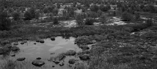 苔原 - 俄罗斯卫星通讯社