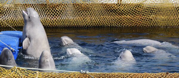 Белухи в вольере - 俄罗斯卫星通讯社
