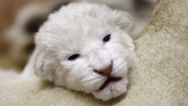 江苏首次人工育幼非洲白狮正式亮相 - 俄罗斯卫星通讯社