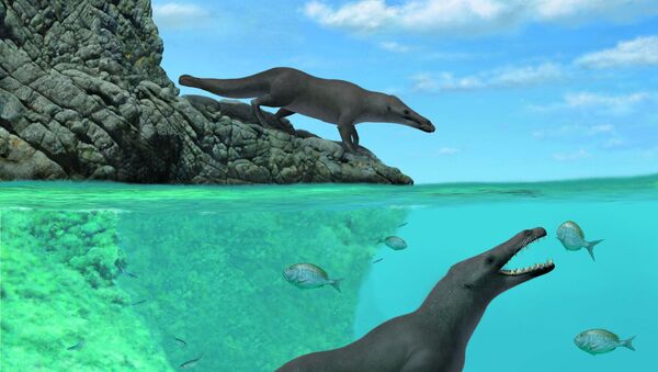 秘鲁发现远古时期的四条腿鲸化石 - 俄罗斯卫星通讯社
