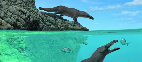 秘鲁发现远古时期的四条腿鲸化石 秘鲁发现远古时期的四条腿鲸化石 - 俄罗斯卫星通讯社