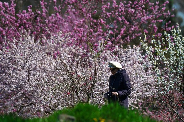 克里米亞尼基塔植物園裡開花的樹旁邊的遊客。 - 俄羅斯衛星通訊社