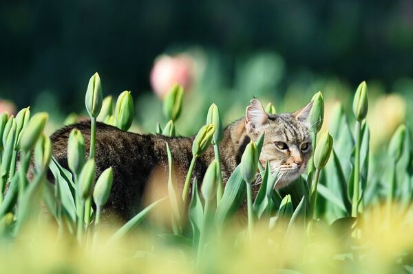 克里米亞尼基塔植物園鬱金香花壇里的貓。 - 俄羅斯衛星通訊社