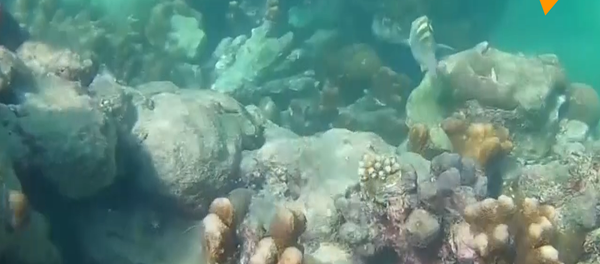 气候变化正威胁塞舌尔群岛的珊瑚礁 - 俄罗斯卫星通讯社