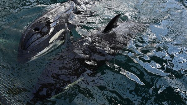 “鲸鱼监狱”放生虎鲸在水中“欢腾嬉戏” - 俄罗斯卫星通讯社