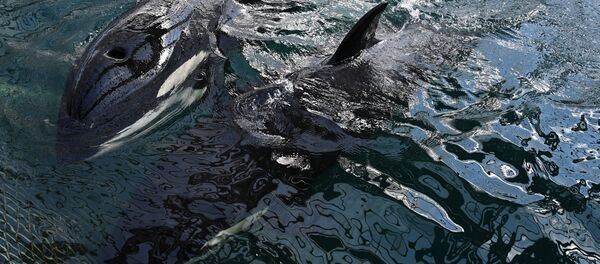“鲸鱼监狱”放生虎鲸在水中“欢腾嬉戏” “鲸鱼监狱”放生虎鲸在水中“欢腾嬉戏” - 俄罗斯卫星通讯社