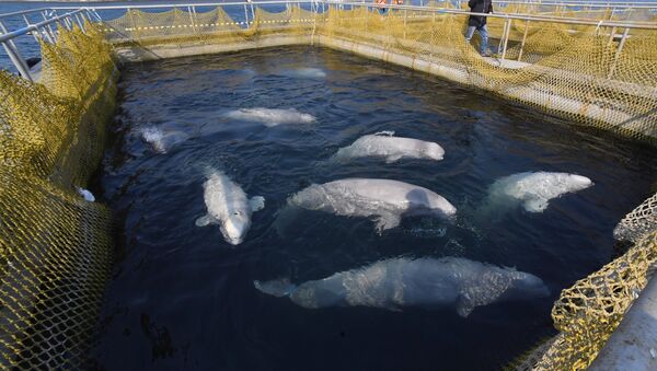 專家：需為囚禁在俄遠東的虎鯨和白鯨制定特別放歸計劃 - 俄羅斯衛星通訊社