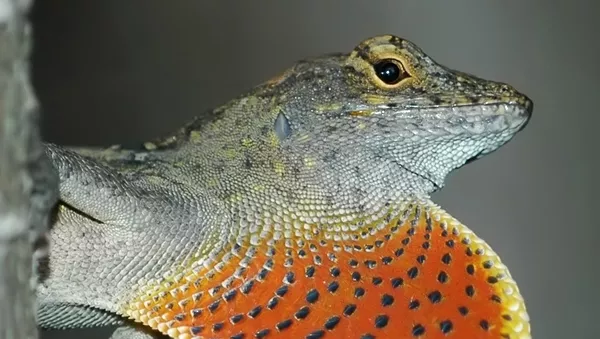 沙氏變色蜥 （Anolis sagrei ） - 俄羅斯衛星通訊社