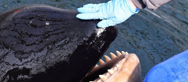 俄自然资源部长：应在7月前放生“鲸鱼监狱”中的虎鲸 - 俄罗斯卫星通讯社