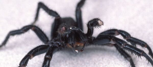 一英国演员因被蜘蛛咬伤或面临截肢 一英国演员因被蜘蛛咬伤或面临截肢 - 俄罗斯卫星通讯社