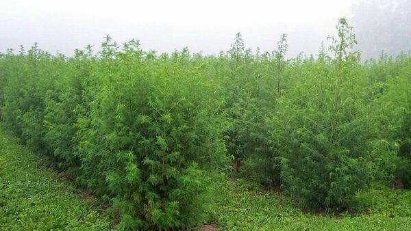 黃花蒿（Artemisia annua） - 俄羅斯衛星通訊社