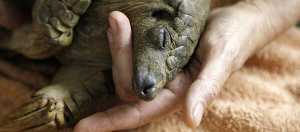 穿山甲 - 俄罗斯卫星通讯社