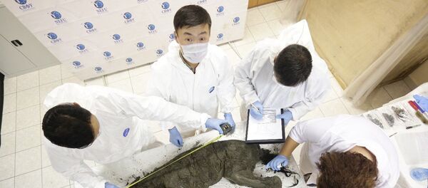 在俄發現的滅絕動物將復活 - 俄羅斯衛星通訊社