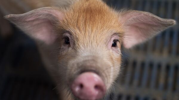 Свинья на ферме в Китае  - 俄罗斯卫星通讯社
