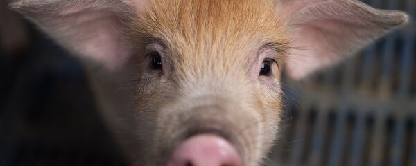 Свинья на ферме в Китае - 俄羅斯衛星通訊社