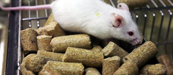 Мышь в клетке Мышь в клетке - 俄羅斯衛星通訊社