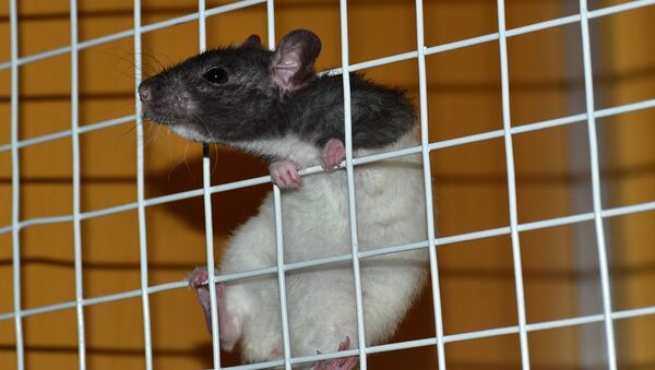 Мышь в клетке - 俄羅斯衛星通訊社