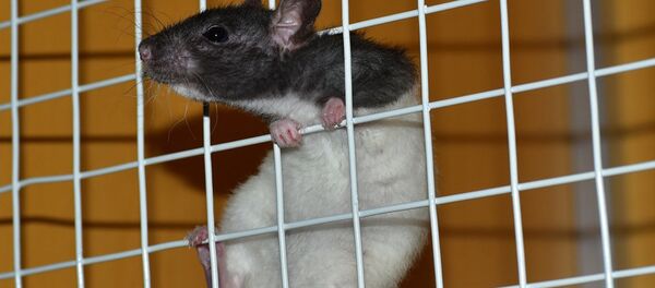 Мышь в клетке Мышь в клетке - 俄罗斯卫星通讯社