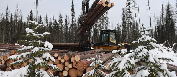 Заготовка леса на лесосеке компании Краслесинвест в Богучанском районе Красноярского края - 俄罗斯卫星通讯社