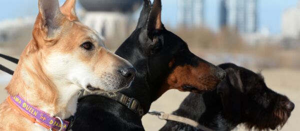 養狗比養貓更有益健康 - 俄羅斯衛星通訊社