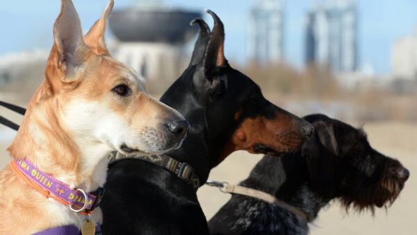 专家揭示猎狗人如何毒狗 - 俄罗斯卫星通讯社