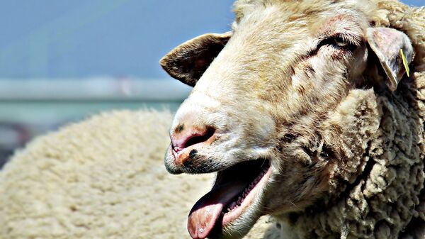 中国海关总署：禁止直接或间接从葡萄牙输入羊及其相关产品 - 俄罗斯卫星通讯社