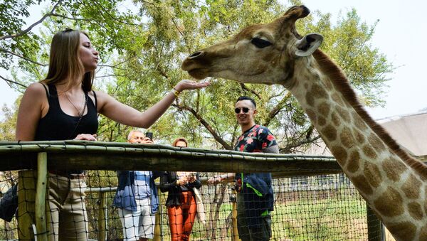 Жираф и посетители Львиного сафари-парка возле города Претория, ЮАР - 俄羅斯衛星通訊社