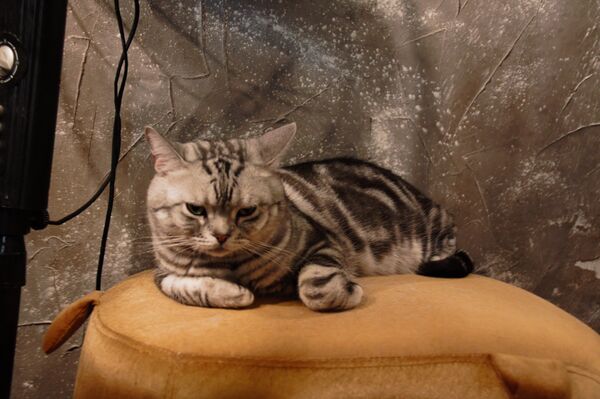 解壓良藥：為甚麼中國人需要養貓養狗？ - 俄羅斯衛星通訊社