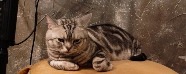 意大利兩只貓咪在發生滑坡時救下主人性命 意大利兩只貓咪在發生滑坡時救下主人性命 - 俄羅斯衛星通訊社