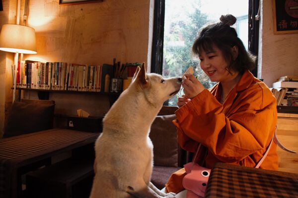 解壓良藥：為甚麼中國人需要養貓養狗？ - 俄羅斯衛星通訊社