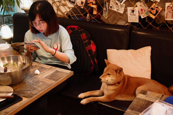 解壓良藥：為甚麼中國人需要養貓養狗？ - 俄羅斯衛星通訊社