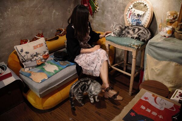 解壓良藥：為甚麼中國人需要養貓養狗？ - 俄羅斯衛星通訊社