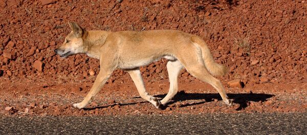 老鹰从天上抛下狗崽 竟是珍稀澳洲野犬 - 俄罗斯卫星通讯社