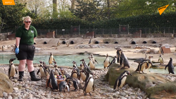 伦敦动物园小动物获赠复活节彩蛋 - 俄罗斯卫星通讯社