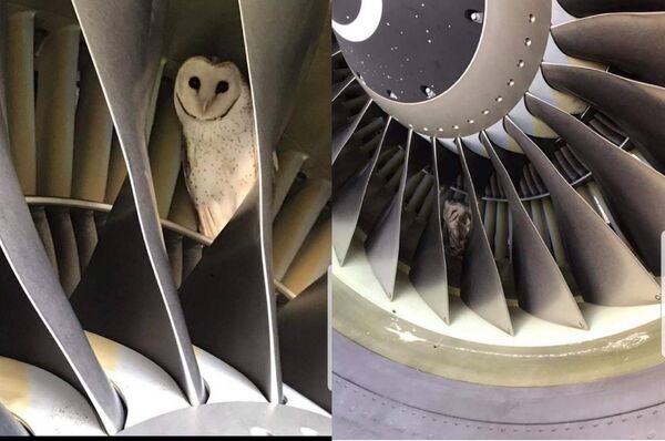 一只猫头鹰在澳大利亚航班的发动机里大睡特睡 - 俄罗斯卫星通讯社