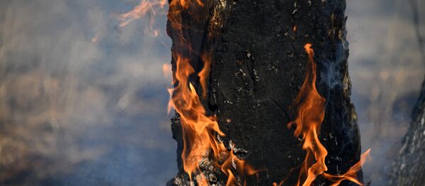 大火覆蓋德國400多公頃森林造成約650人被緊急疏散 - 俄羅斯衛星通訊社