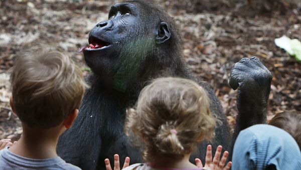 受新冠疫情影響 德國動物園請求政府提供1億歐元緊急援助 - 俄羅斯衛星通訊社