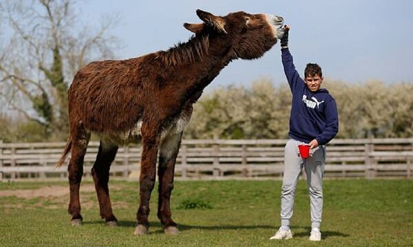 英国发现巨型驴 - 俄罗斯卫星通讯社