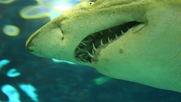 一条巨鲨被海龟噎死 - 俄罗斯卫星通讯社