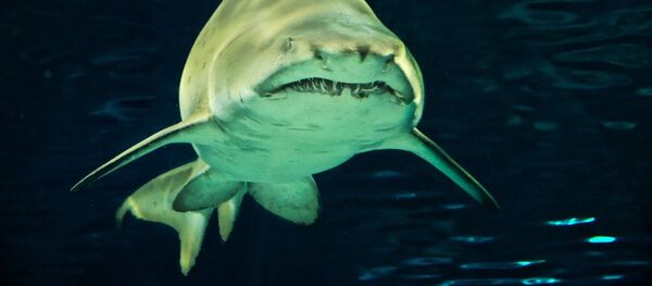 Акула под водой - 俄羅斯衛星通訊社