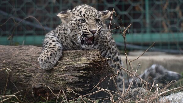 “豹园”国家公园展示了自己拍摄的“隐身”豹子照片 - 俄罗斯卫星通讯社